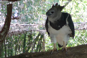 Belize-zoo1